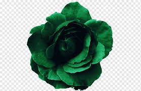 images?q=tbn:ANd9GcQeIa-wVKlRRNWpJp4u2AC