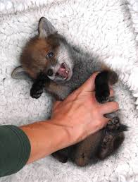 912ac9f7f6e05d208aad155f8212ea11 Jpg 736 969 Tiere Susse Tiere Babytiere