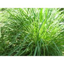 Image result for Cymbopogon nardus