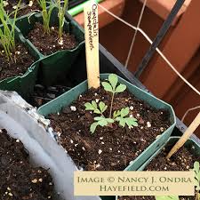 Image result for Xyris capnoides