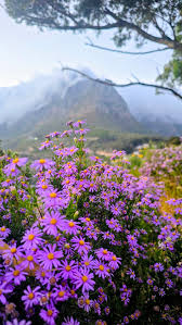 Image result for Felicia filifolia