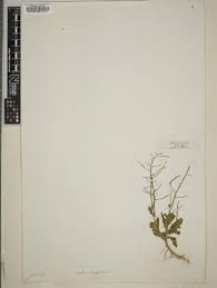 Image result for Erucastrum arabicum