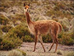Camelidos Vicuna Animais