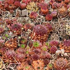 How Can You Tell If A Kalanchoe Humilis Is Dying?