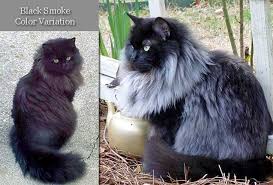 Black cats often have a tabby pattern, but it's not always suppressed. Black Smoke Cat With White Mane Poc