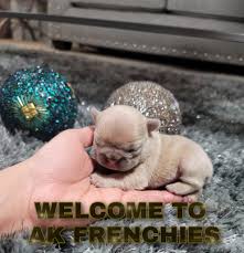 We did not find results for: Orlando French Bulldog Home Facebook