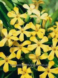 Native Frangipani Hymenosporum Flavum Gold Nugget Gold Nugget Hedging Plants Plants