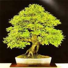 Image result for Celtis sinensis