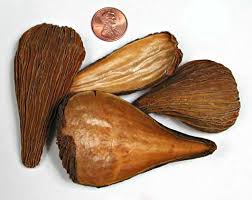 Image result for Marsdenia dregea