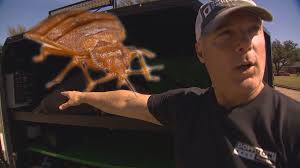 It deters and removes birds or bats with exclusion strategies and offers cleanup and repair services. Dallas Bed Bugs Expert Says He Treats 5 To 10 Rideshare Vehicles Per Week Wfaa Com