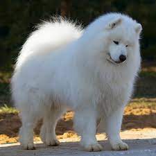 pin on interesnye sobaki