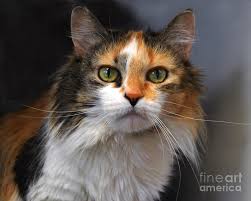 Look at pictures of calico kittens who need a home. Family Magazine Long Haired Calico Cat