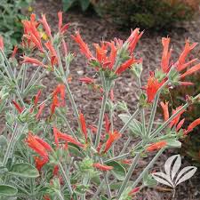 Image result for Dicliptera