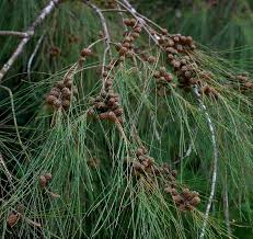 Image result for Casuarina junghuhniana