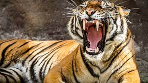 Le monde de narnia, chapitre 3 : Papel De Parede 4k Tigre Download Imagens Tigre 4k Panthera Tigris Predadores Jardim Zoologico Tigres Gratis Imagens Livre Papel De Parede