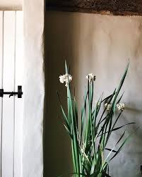 Drying Paperwhites And A Tangle Of Leaves The Sun Came Out And There Were Shadows On The Wall A Glimpse Of A Blue Sky British Flowers Paperwhites Shadow