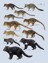 Family Dasyuridae Carnivorous Marsupials Lynx Edicions Australian Mammals Mammals Animals