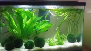 Betta Plays In Marimo Moss Youtube
