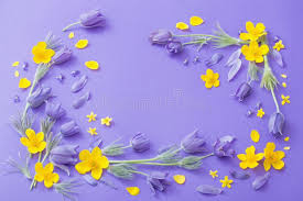 We did not find results for: Purple And Yellow Spring Flowers On Violet Background Stock Photo Image Of Magenta Blooming 170005144