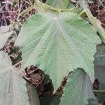Image result for Triumfetta cordifolia