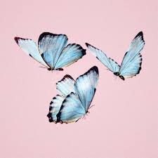 41+ butterfly png images for your graphic design, presentations, web design and other projects. Pastel Pink Aesthetic Wallpaper Butterfly Novocom Top