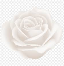 Plant your rose in a hole twice as wide but just as deep as the root ball. Download White Rose Png Images Background Toppng