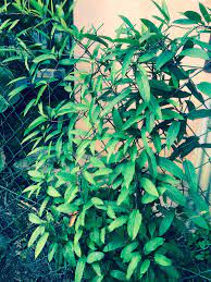 Check spelling or type a new query. Daun Sekentut Or Paederia Foetida Herbal Plants Plant Leaves Plant Decor