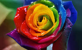 April's birth flower is the daisy. What Is The June Birth Flower