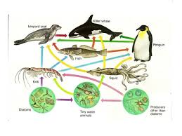 A food web is a model of the feeding relationships between all of the different types of organisms in an ecosystem. Marine Life Food Chain Food Chain Showme