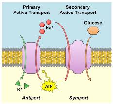 Energy is needed because the substance is moving from an area of lower concentration to an area of higher concentration. Cotransport Bioninja