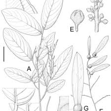 Image result for Tragia grandistipularis