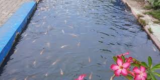 Mulanya Kumuh Dan Bikin Resah Selokan Di Yogyakarta Ini Berhasil Disulap Jadi Kolam Ikan Cantik Diadona Id