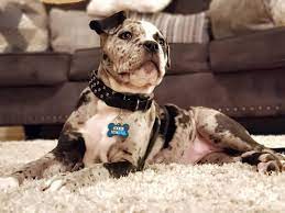 Purchasers call them blue pitbulls or red pitbulls, we can them family pitbulls. Xxl Pitbull Puppies For Sale Cheap American Bully Xxl Facebook