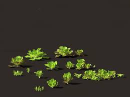 Image result for Lactuca setosa