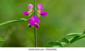 Image result for Tephrosia