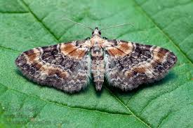 Image result for Eupithecia pulchellata