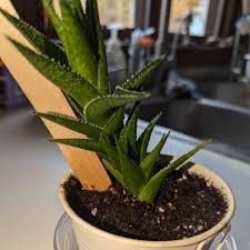 Image result for Aloe plowesii