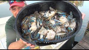 Mar 25, 2020 · if you're choosing crabs from a tank or cooler, look for feisty specimens. Killing And Cleaning Live Crabs Humanely Youtube