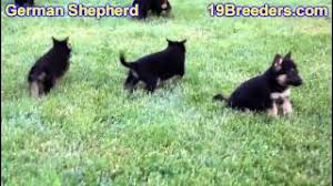 Nonetheless, the owner has since grown fond of the st. German Shepherd Puppies For Sale In Duluth Minnesota County Mn Hennepin Dakota Washington Youtube