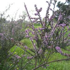 Image result for Muraltia