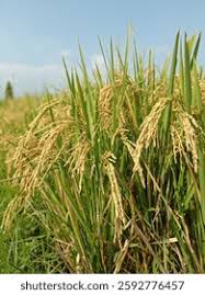 Image result for Oryza