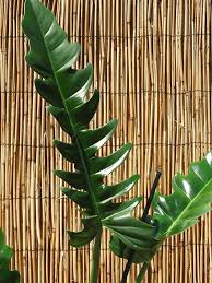 Philodendron Narrow Tiger Tooth Plant In 2x2x7 Pot In 2020 Philodendron Plants Philodendron Plant