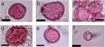 Image result for Anthospermum ammannioides