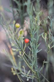 Image result for Osyris