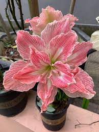 Pin By Griselda Rodriguez On Orquideas Y Flores Beautiful Rose Flowers Beautiful Flowers Images Amaryllis Flowers