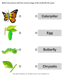 Butterfly Life Cycle Match Pictures With Correct Name Turtlediary Com Butterfly Life Cycle Cycle Pictures Butterfly Lesson Plans