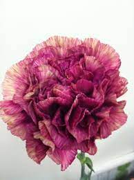 Purple Hurricane Standard Carnation Carnations Flowers By Category Sierra Flower Finder Carnation Flower Rare Flowers Flower Identification