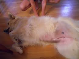 I wish your cats all the best for a speedy recovery Struvite Bladder Stones In Dogs Pethelpful By Fellow Animal Lovers And Experts