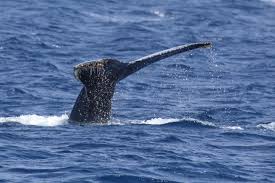 Humpback whales are found in every ocean in the world. Male Humpback Whales Change Their Songs When Human Noise Is Present Eurekalert Science News