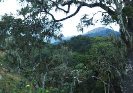 Image result for Agelanthus tanganyikae